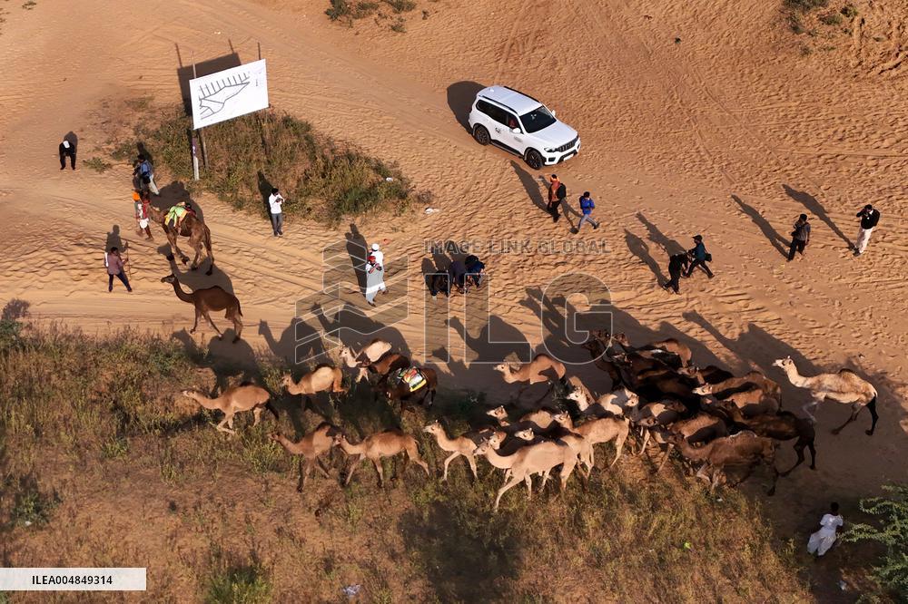 Camels Gather For Annual Fair In Pushkar - India