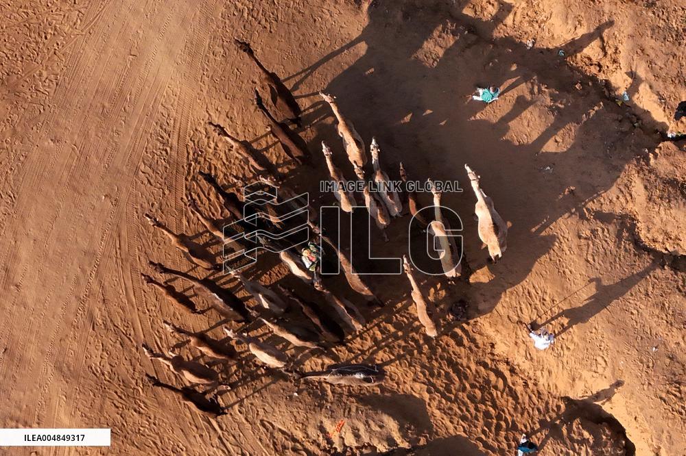 Camels Gather For Annual Fair In Pushkar - India
