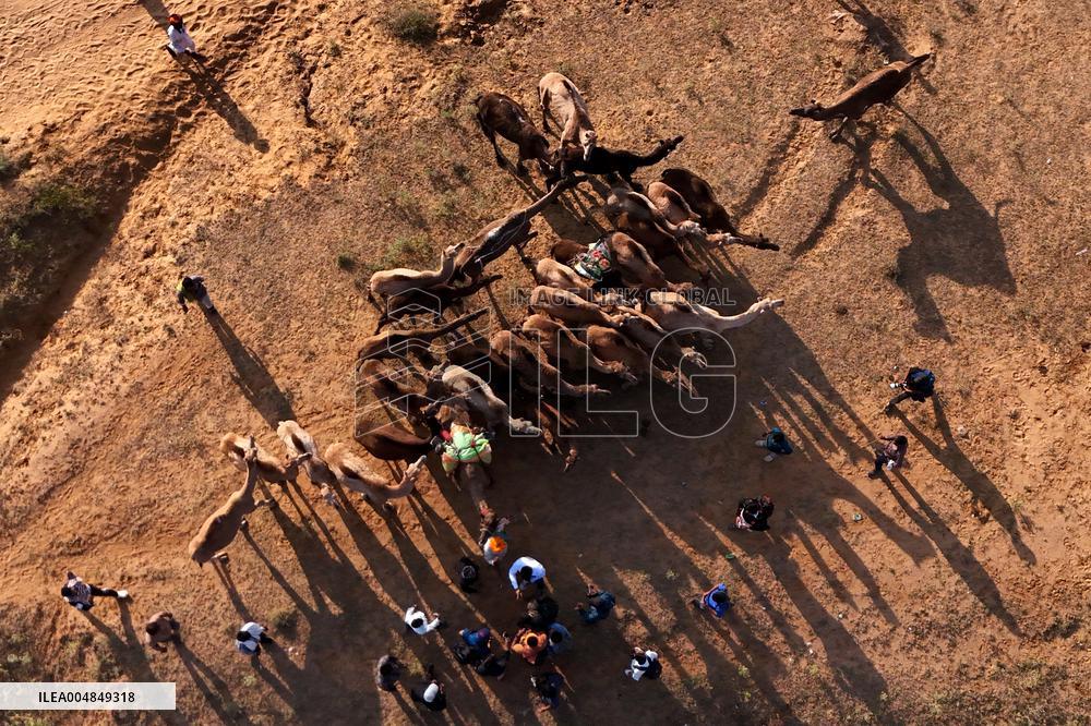 Camels Gather For Annual Fair In Pushkar - India