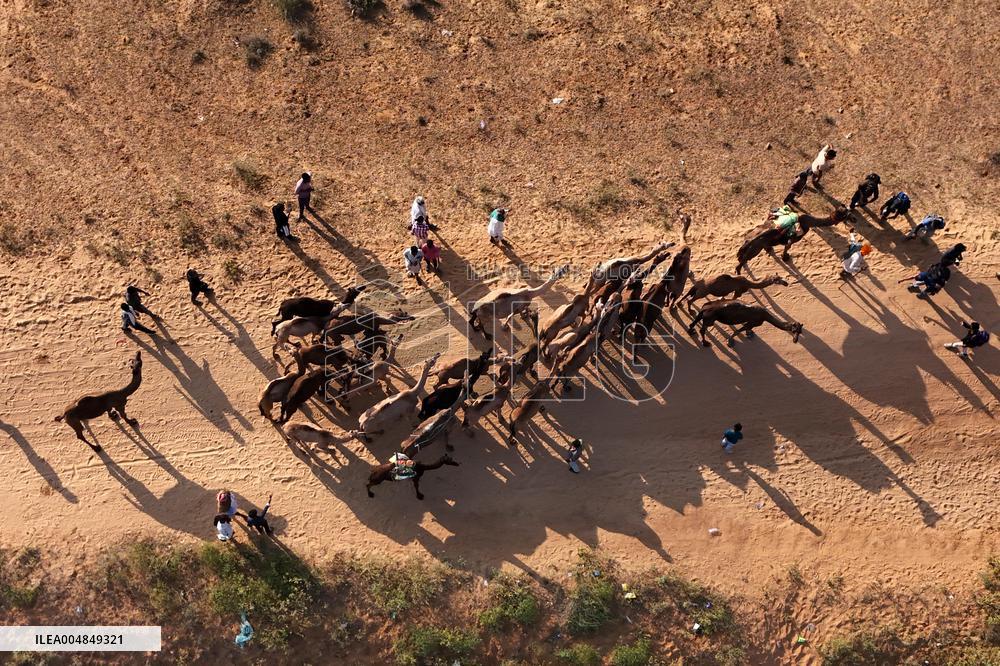 Camels Gather For Annual Fair In Pushkar - India