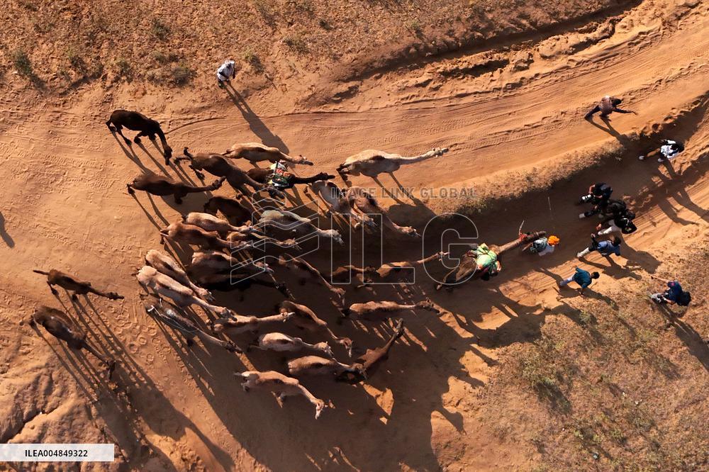 Camels Gather For Annual Fair In Pushkar - India