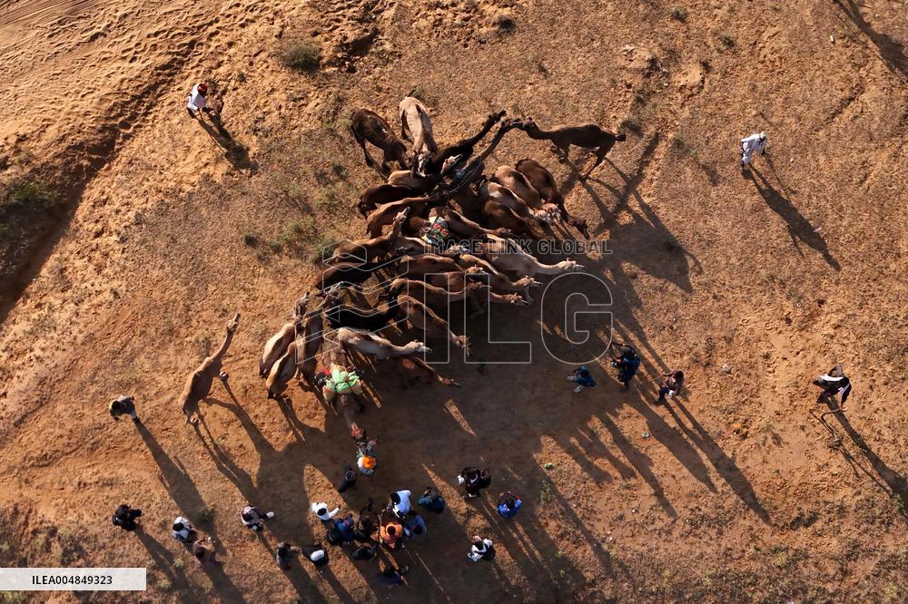 Camels Gather For Annual Fair In Pushkar - India