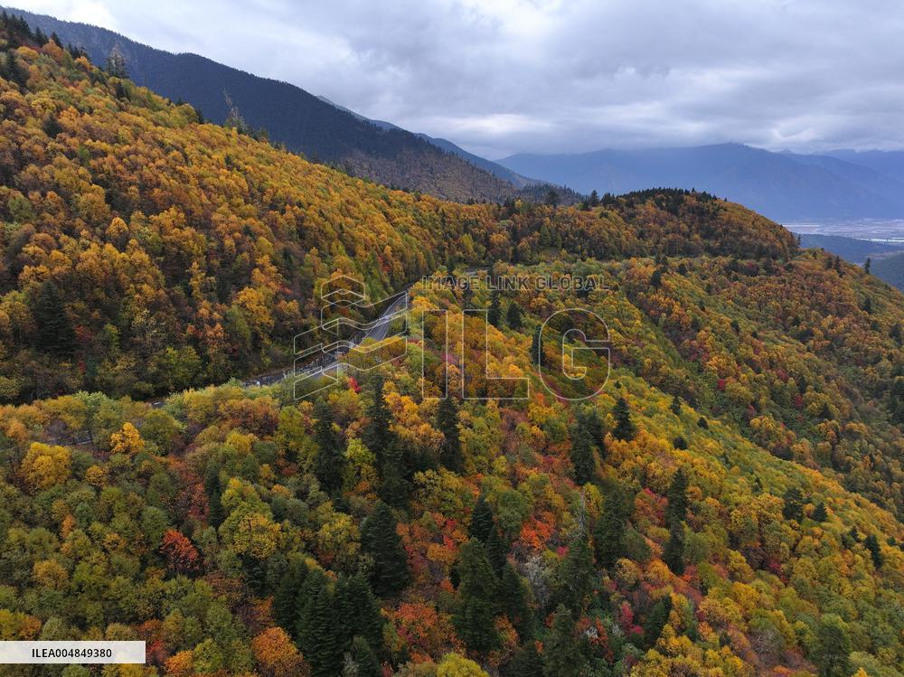 Autumn Scenery Captured In Nyingchi - China