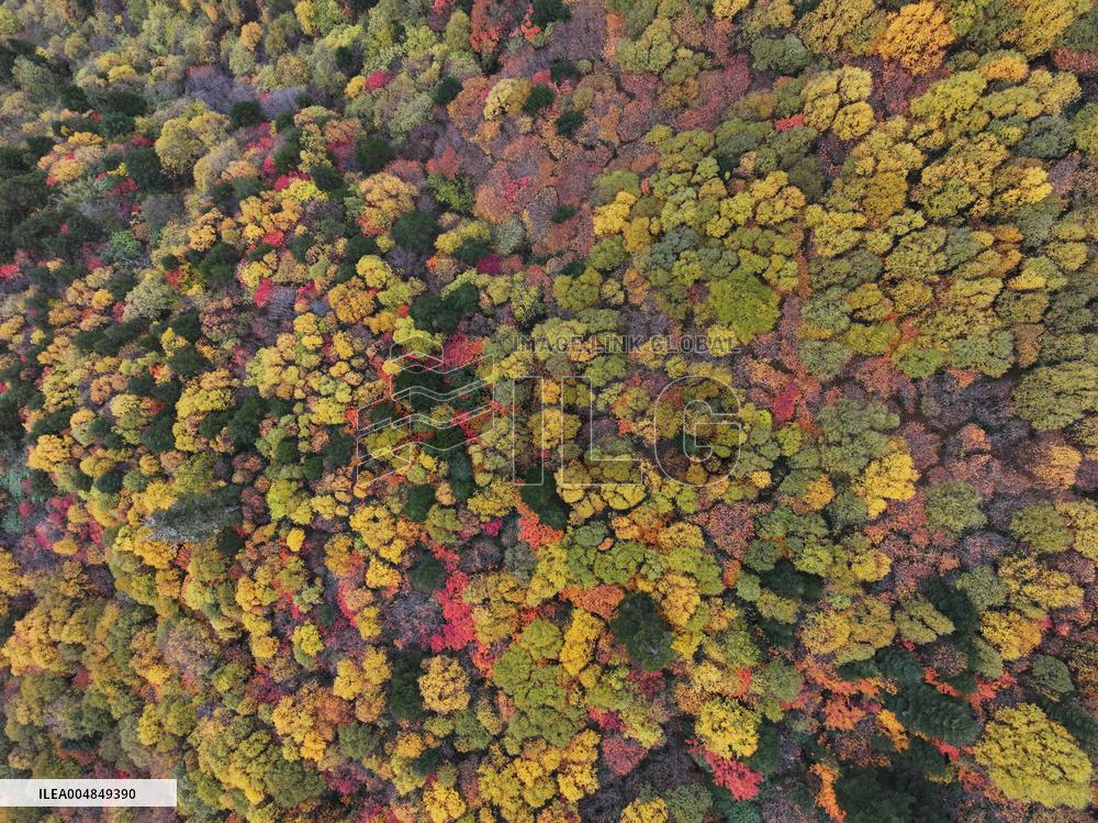 Autumn Scenery Captured In Nyingchi - China