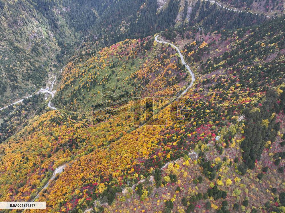 Autumn Scenery Captured In Nyingchi - China