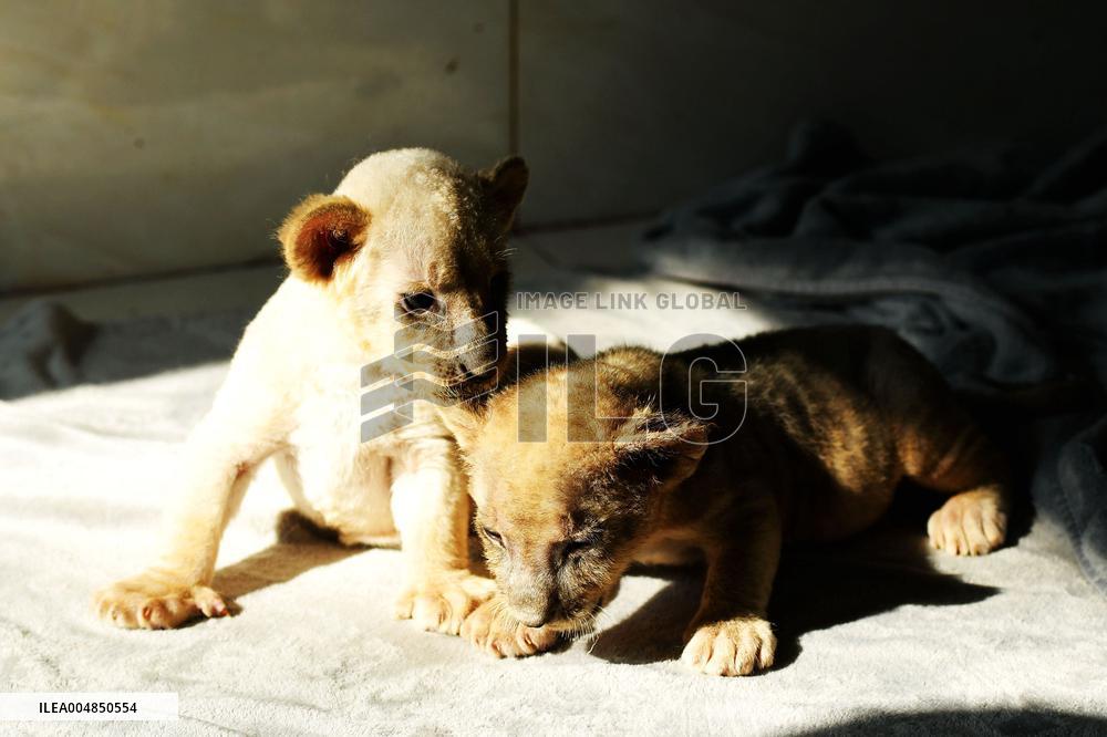 One-month-old Triplet Lions