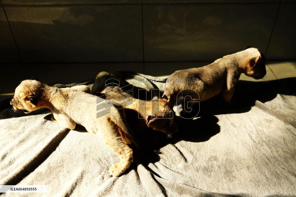 One-month-old Triplet Lions