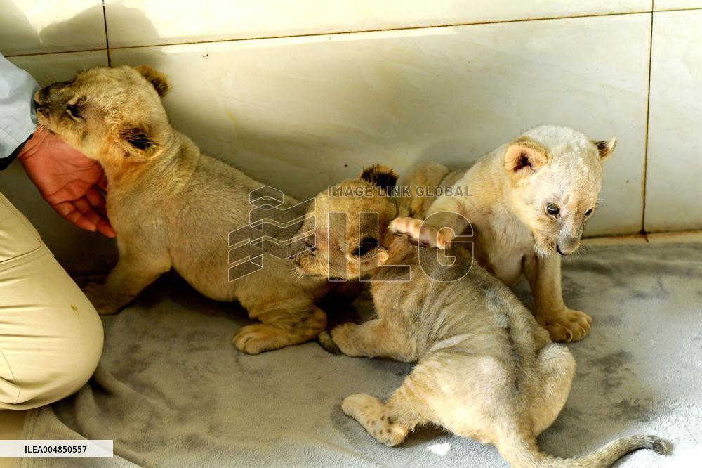 One-month-old Triplet Lions