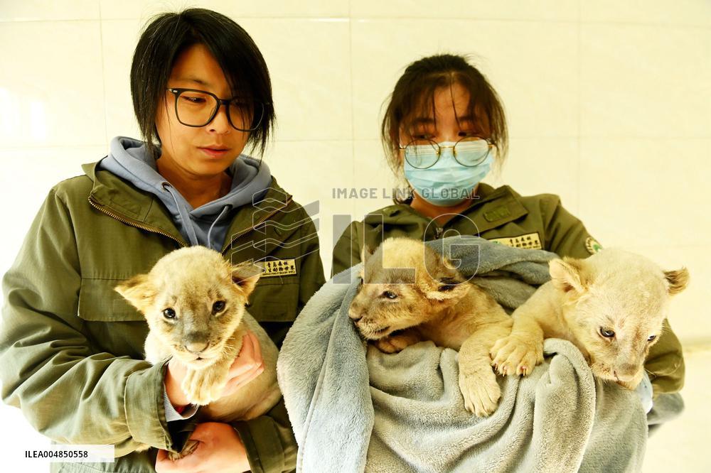One-month-old Triplet Lions