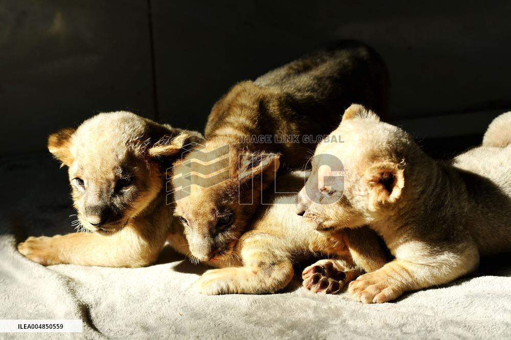 One-month-old Triplet Lions