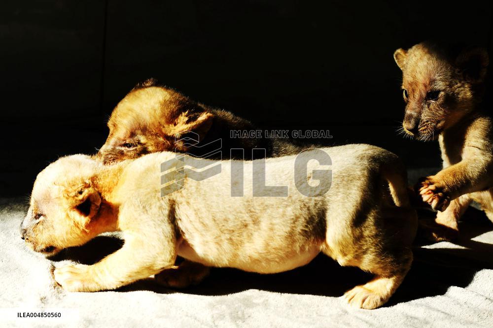 One-month-old Triplet Lions