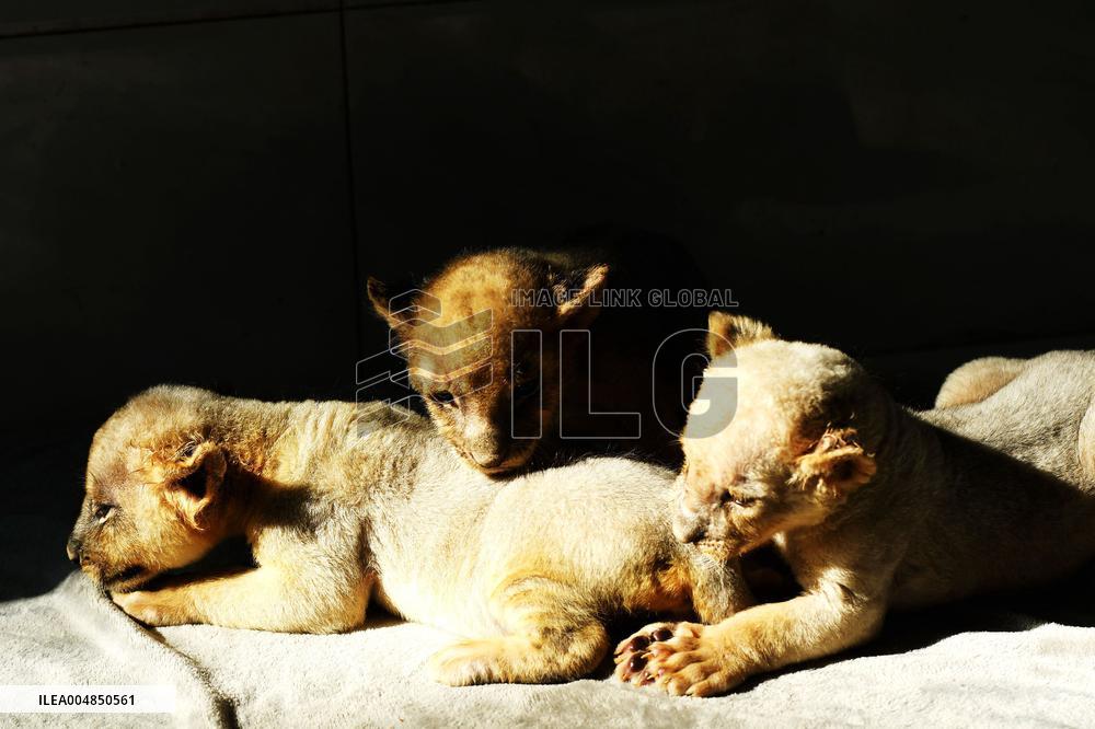 One-month-old Triplet Lions