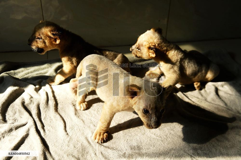 One-month-old Triplet Lions