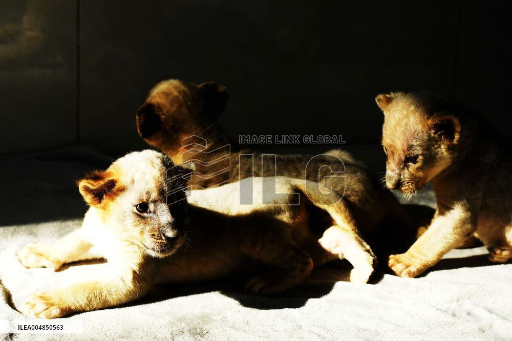 One-month-old Triplet Lions