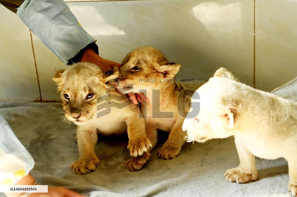 One-month-old Triplet Lions