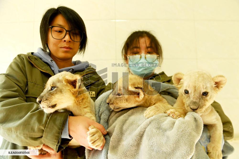 One-month-old Triplet Lions