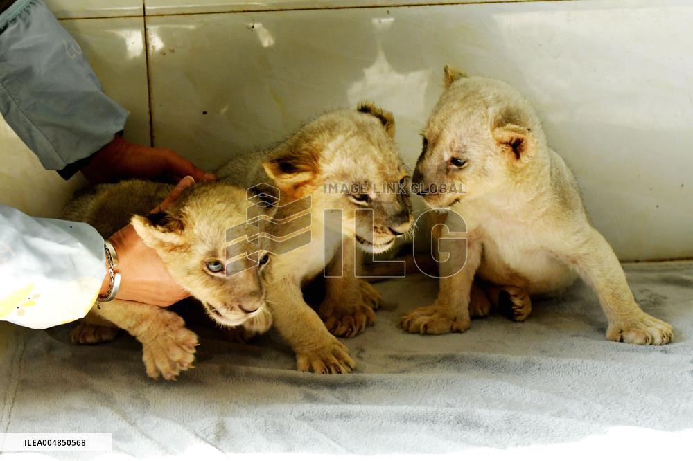 One-month-old Triplet Lions