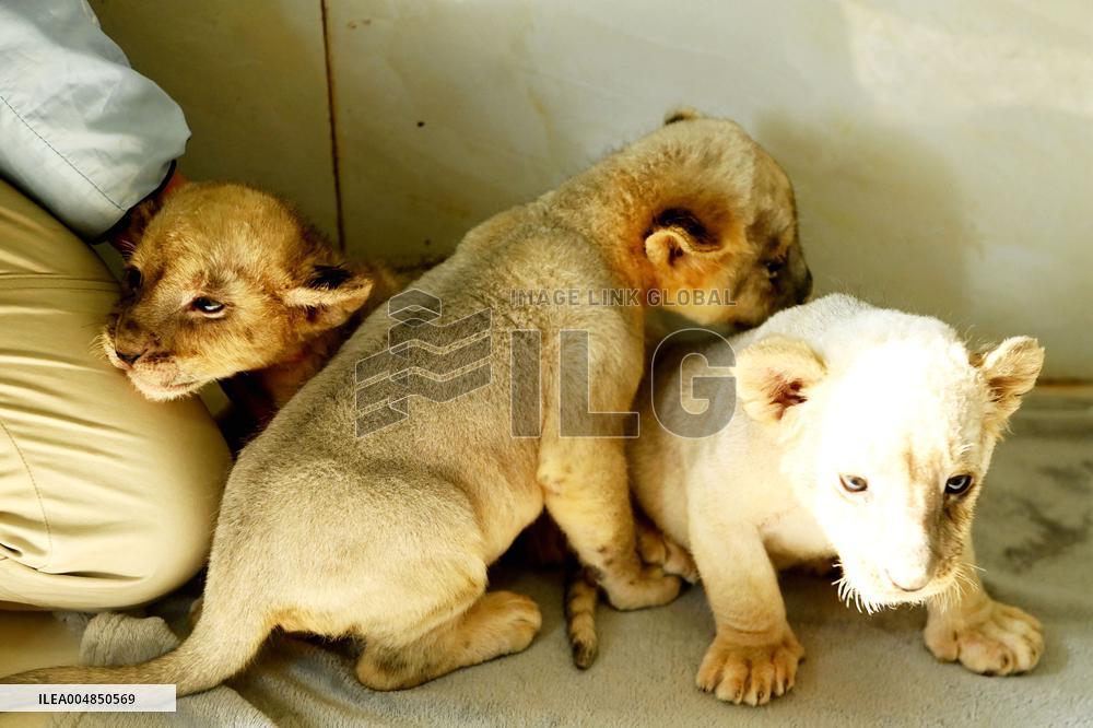 One-month-old Triplet Lions