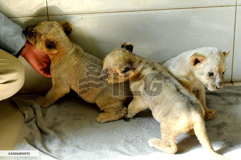 One-month-old Triplet Lions