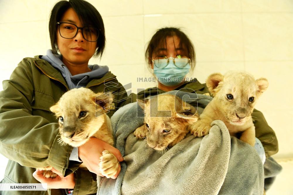 One-month-old Triplet Lions