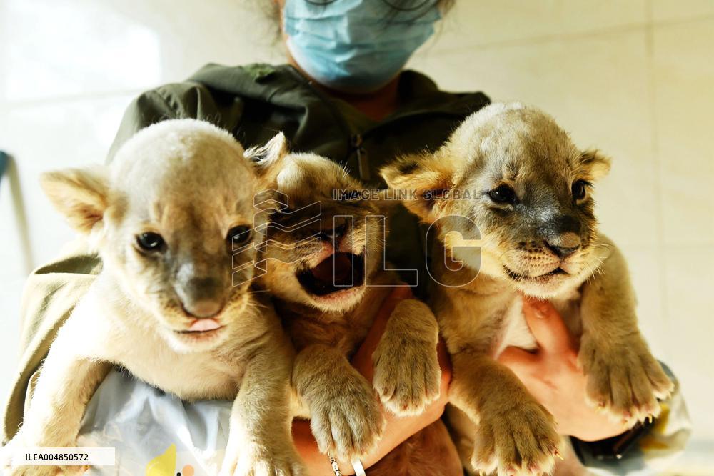 One-month-old Triplet Lions