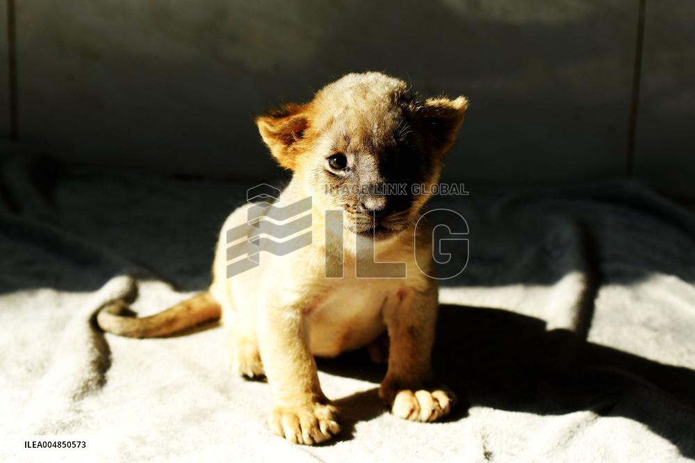 One-month-old Triplet Lions