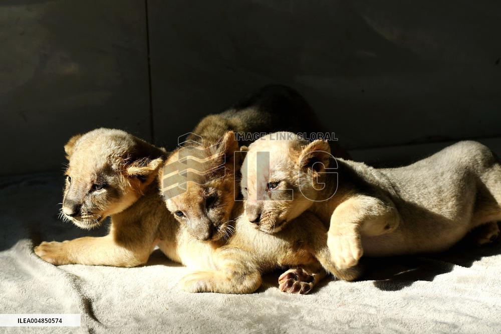 One-month-old Triplet Lions
