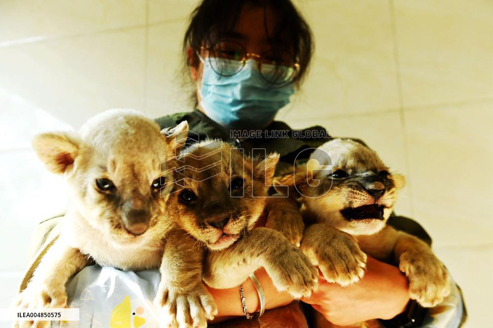 One-month-old Triplet Lions