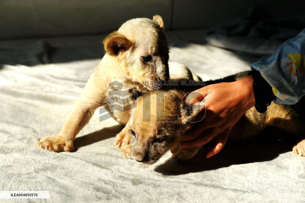 One-month-old Triplet Lions