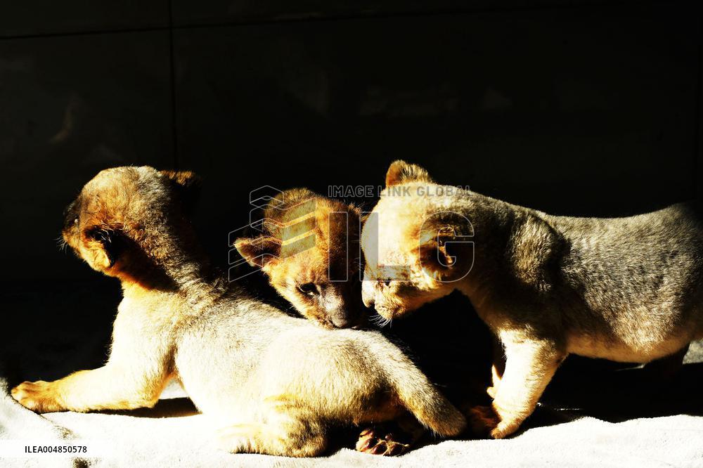 One-month-old Triplet Lions