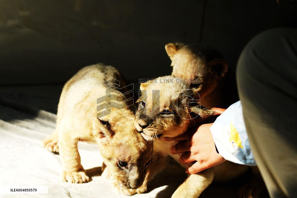 One-month-old Triplet Lions