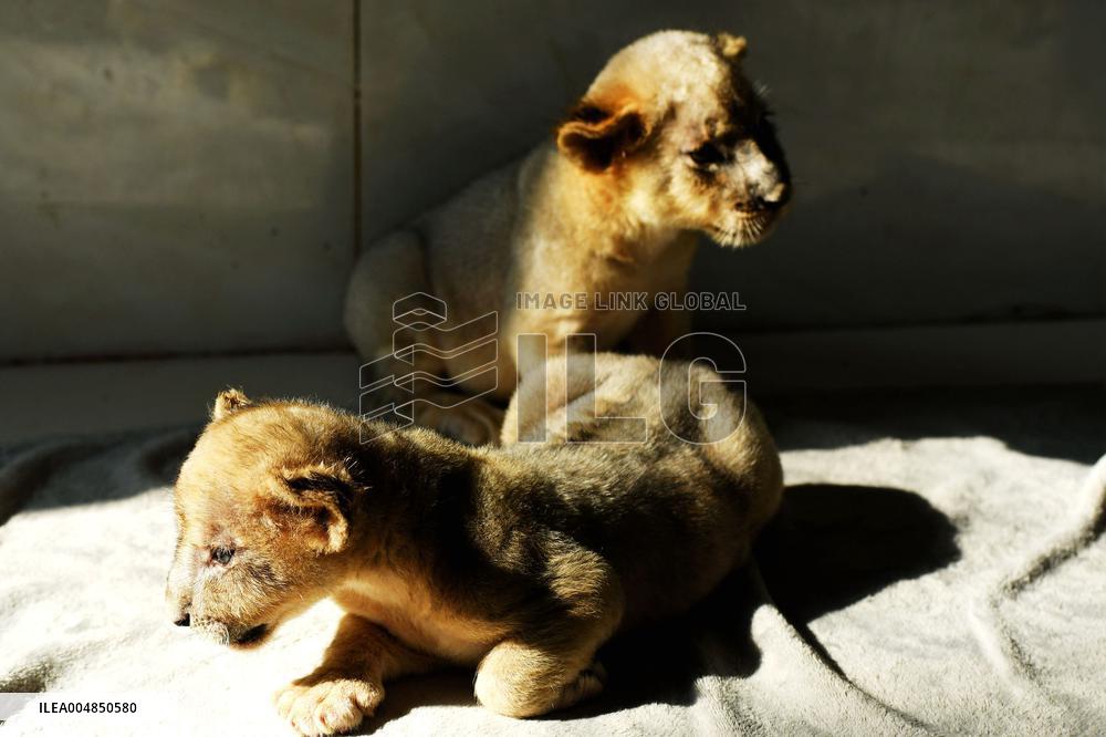 One-month-old Triplet Lions