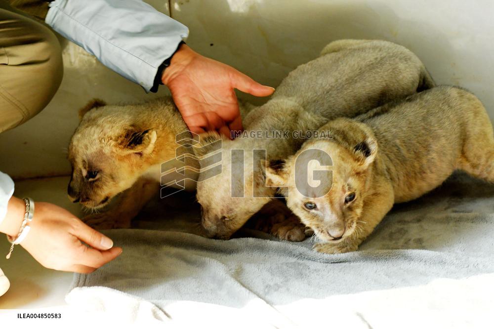 One-month-old Triplet Lions
