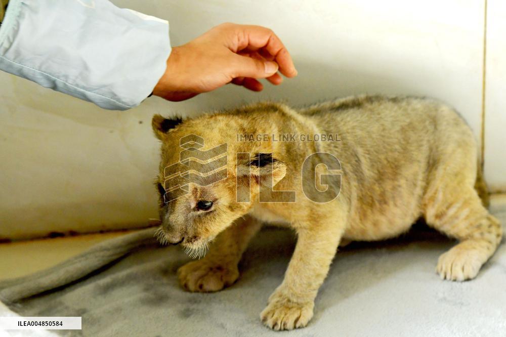One-month-old Triplet Lions