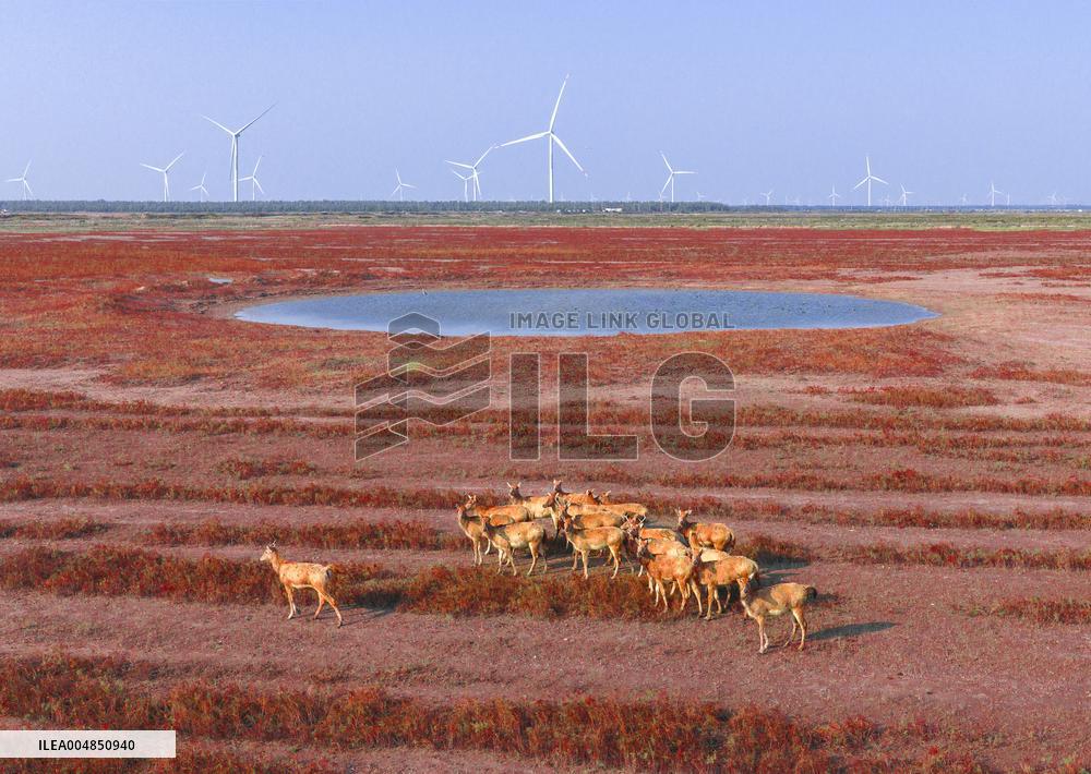 Elks Run at Wetland in Yancheng