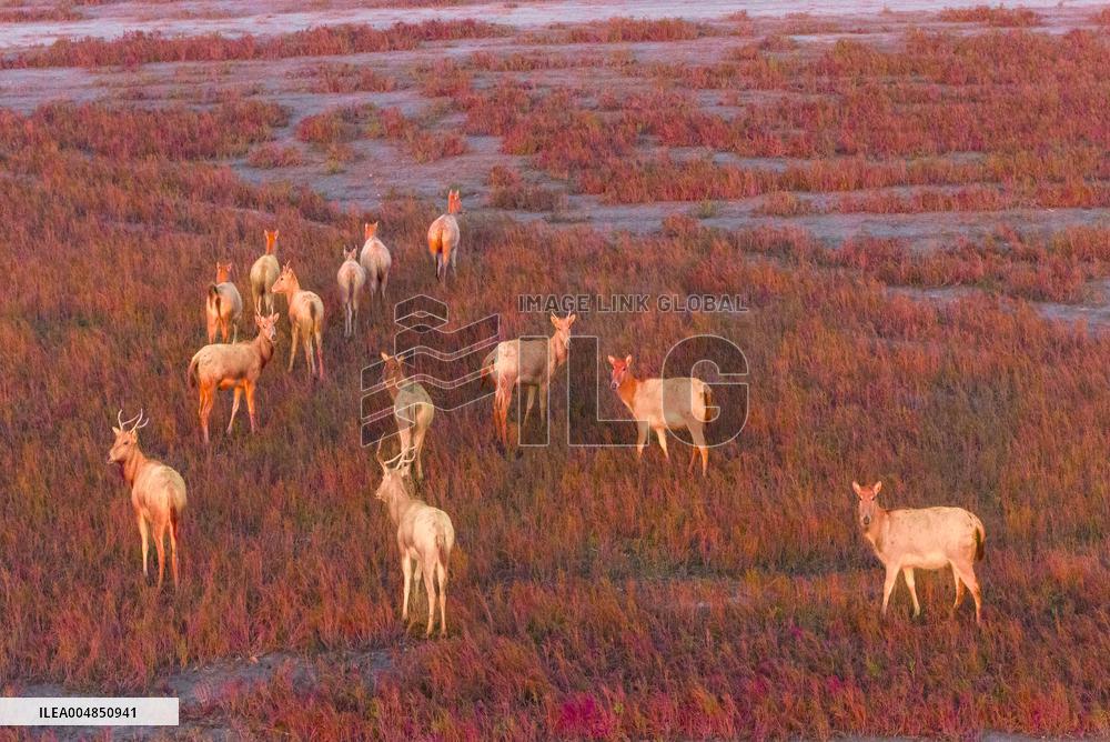 Elks Run at Wetland in Yancheng