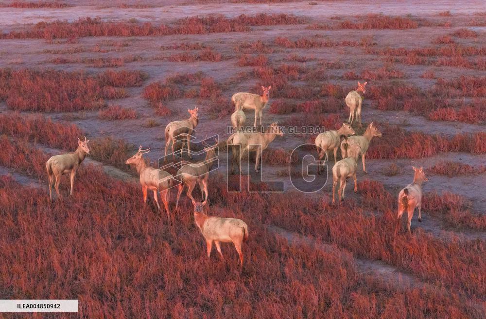 Elks Run at Wetland in Yancheng