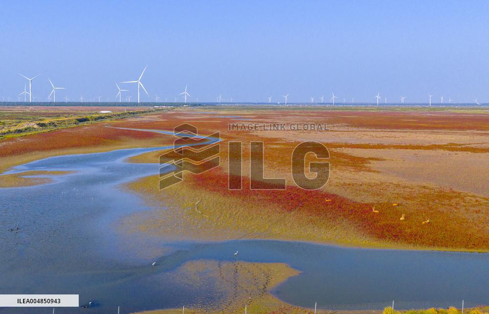 Elks Run at Wetland in Yancheng