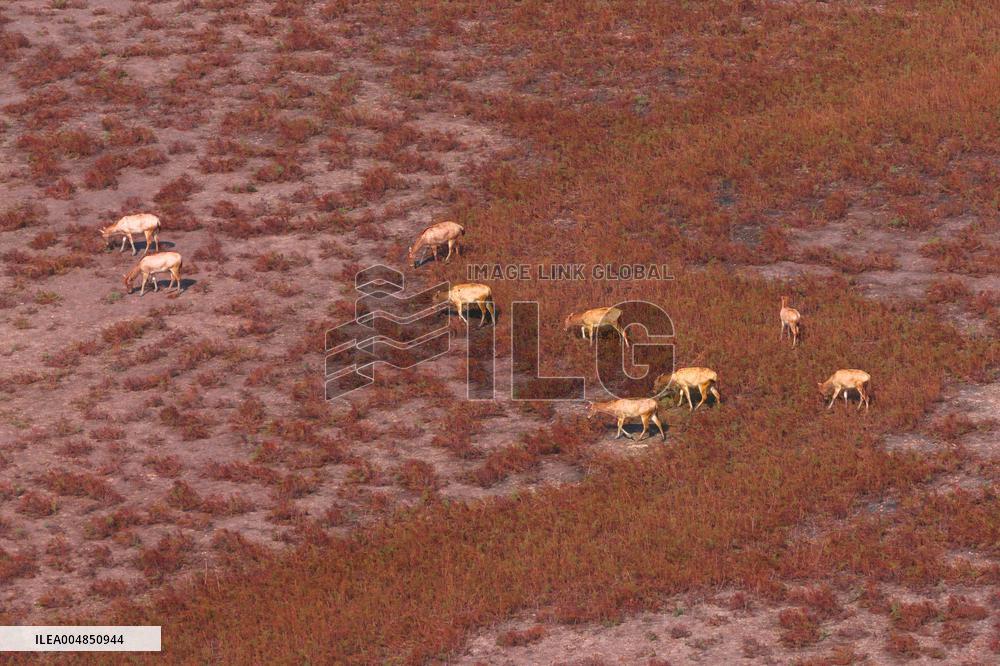 Elks Run at Wetland in Yancheng