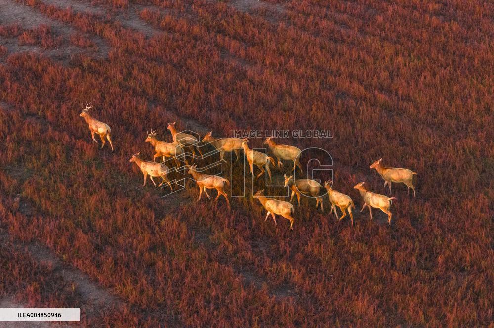 Elks Run at Wetland in Yancheng