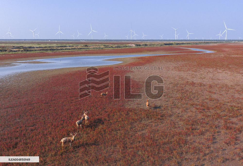Elks Run at Wetland in Yancheng
