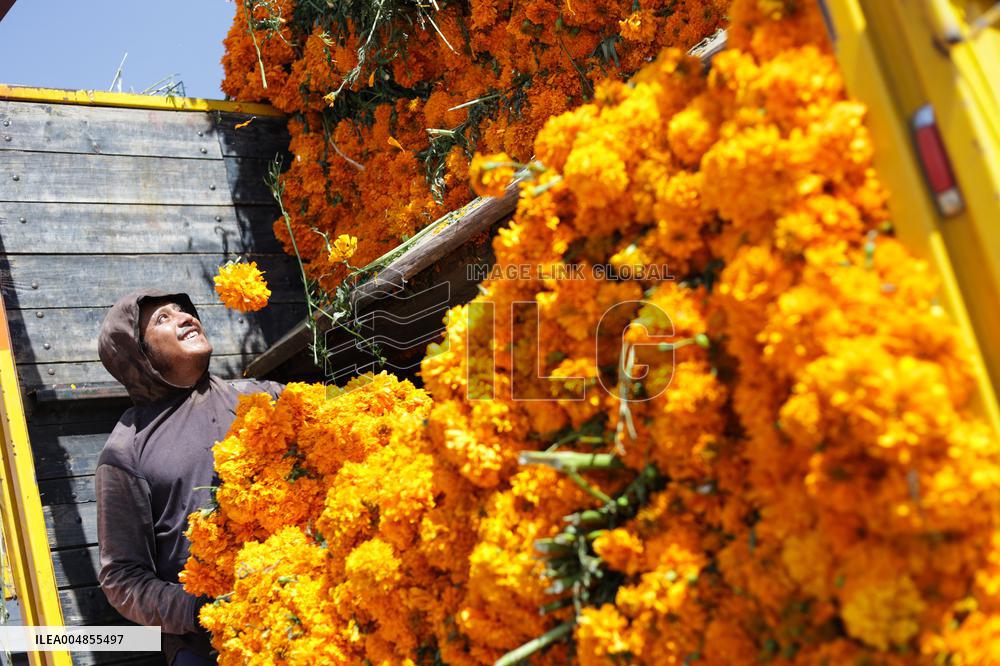 Day of the Dead Market In Mexico City - Mexico