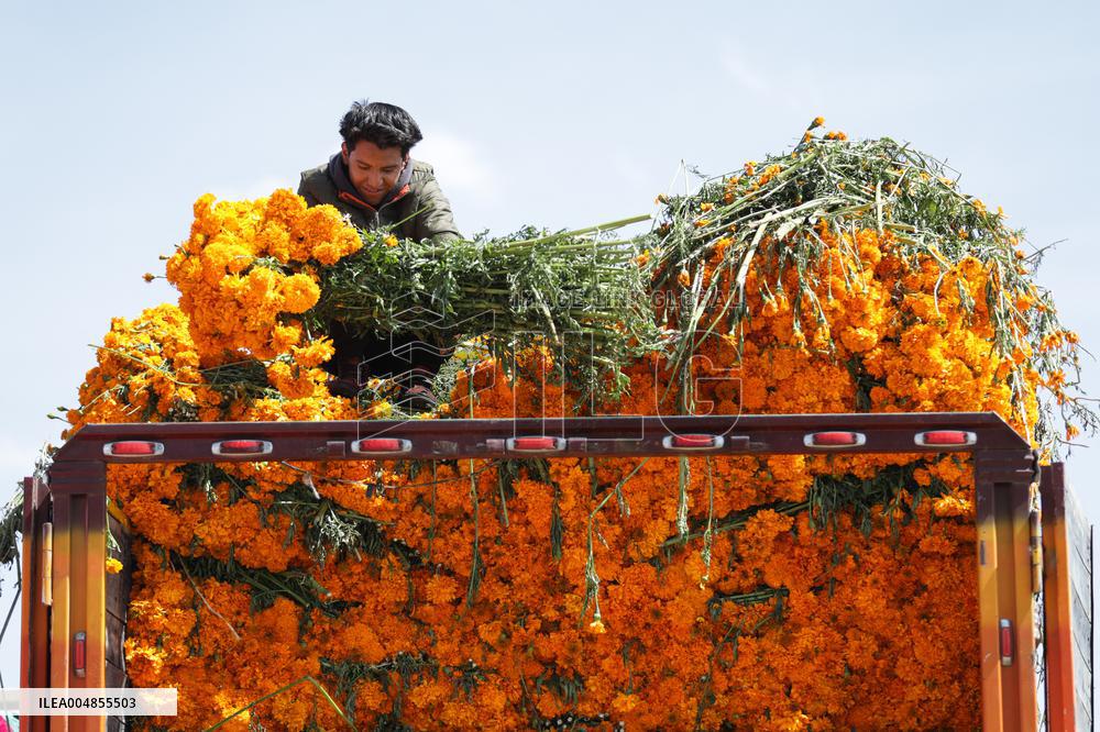 Day of the Dead Market In Mexico City - Mexico