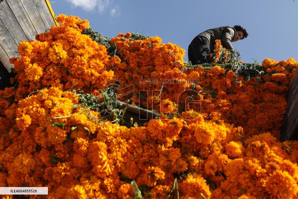 Day of the Dead Market In Mexico City - Mexico