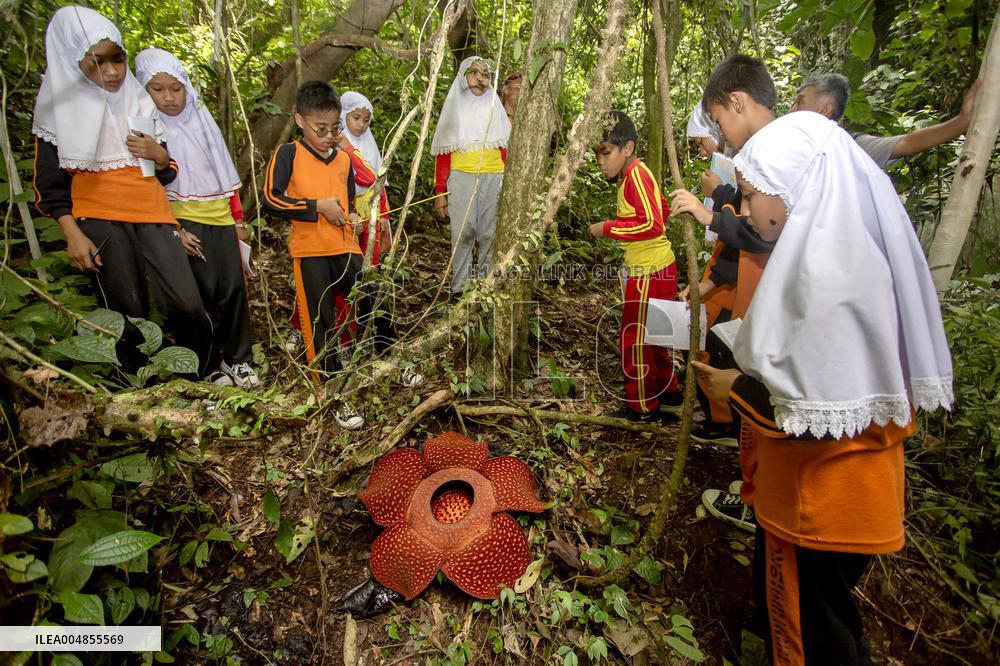 Rafflesia Education Program In West Sumatra - Indonesia