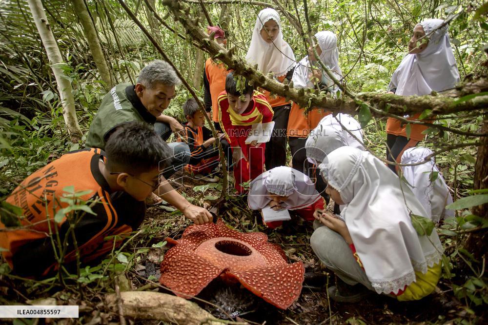 Rafflesia Education Program In West Sumatra - Indonesia