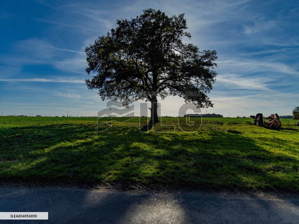 Illustration - Oak Tree