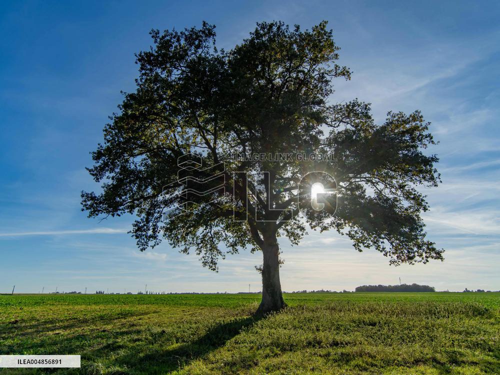Illustration - Oak Tree