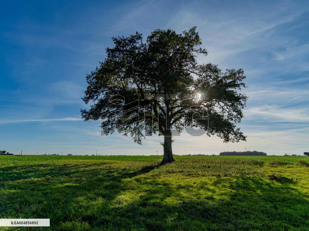 Illustration - Oak Tree