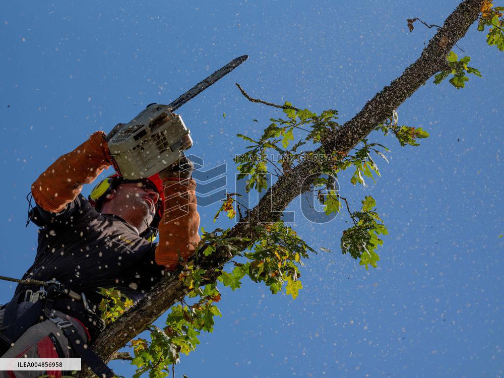 Illustration - Tree Surgeon